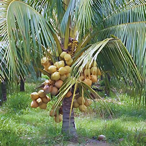 Hybrid Dwarf Coconut - Gouley Dwarf Plant – M-Tech Gardens