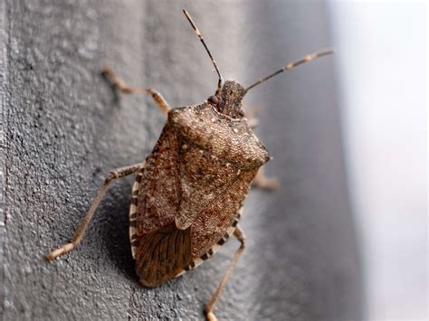 How to Get Rid of Stink Bugs