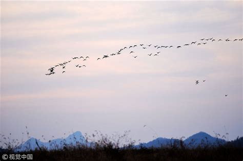 跨越22国的候鸟迁飞区该如何保护-国际环保在线