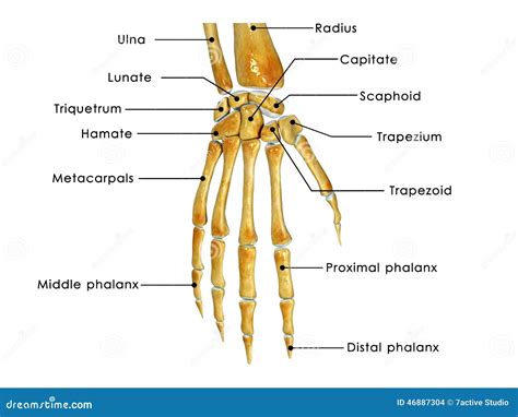 Wrist joint stock illustration. Illustration of health - 46887304