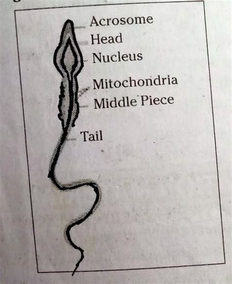 Draw a neat labeled diagram of a human sperm. - Brainly.in