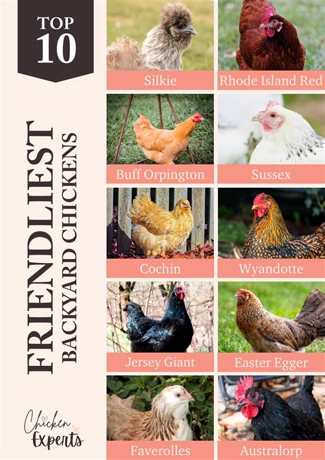 Chickens Breeds Chicken Breeds Live Chickens For Sale Online
