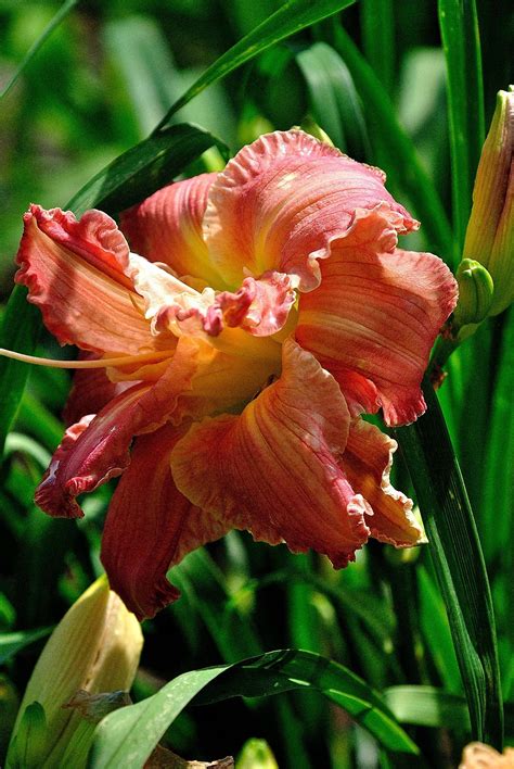 Pin on American Hemerocallis Society Display Garden