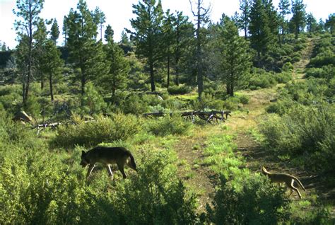 Specific Wolves and Wolf Packs in Oregon - Silver Lake Wolves