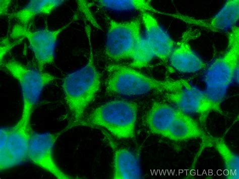 ATG3 antibody (CL488-11262) | Proteintech