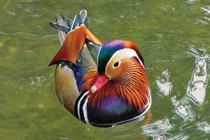 Beautiful Duck Floating On Water Wall Sticker Poster|Nature Sticker ...