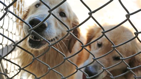 Sheboygan humane society seeks $170K in Kinship Companions case