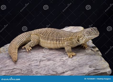 Indian Spiny Gourd Isolated On White Background In Steel Dish Stock ...