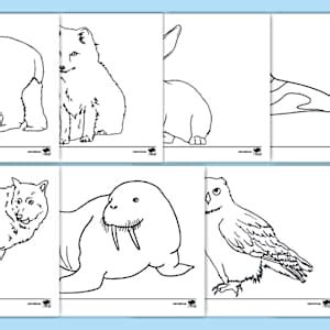 Animals that live in the Arctic - Colouring Sheets - KS1