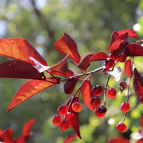 Prunus virginiana Canada Red | Chokecherry | Ornamental Trees