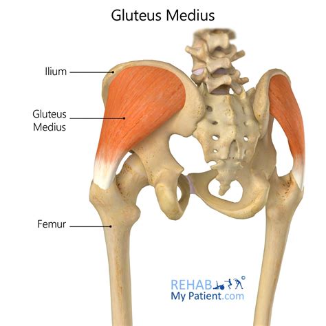 Gluteus Medius | Rehab My Patient