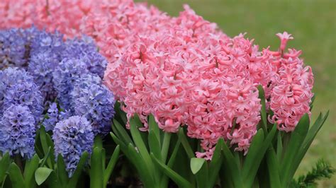 Full Growing Guide For Hyacinths (Planting, Growth, And Care)
