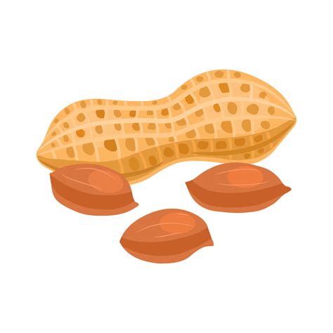 Peanut Vector Art, Icons, and Graphics for Free Download