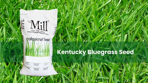 Kentucky Bluegrass Seed: Expert Tips & Top Picks from The Mill