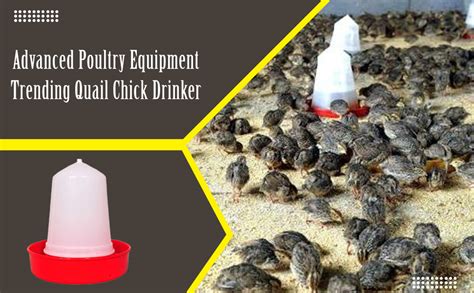 Praish Advanced Poultry Equipment Quail Chick Feeder 500 Grams Capacity ...