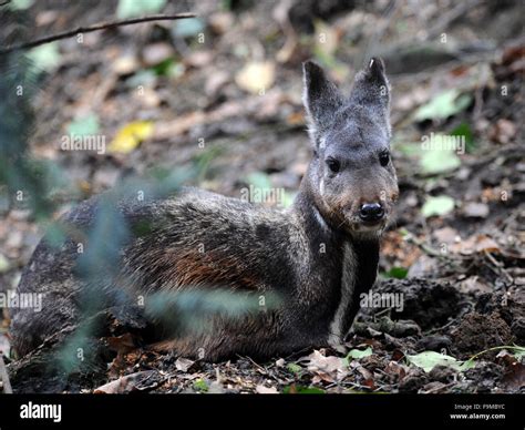 An year and a half old male of rare Siberian musk deer (Moschus ...