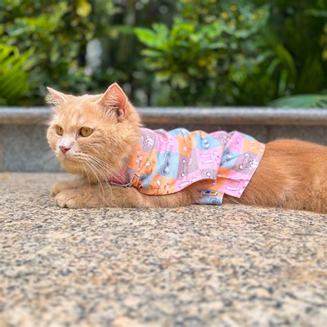 Buy 15 Furries Kitty Dreams Shirt for Cats (Multicolour) online at ...