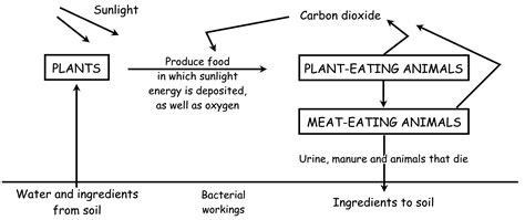 Ecosystem Cycle 的图像结果