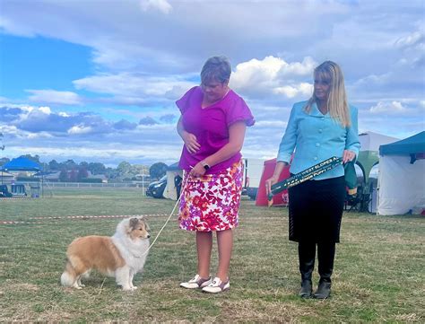 Hartly Shine Like That Shetland Sheepdog - Owned by Nicole Pearson