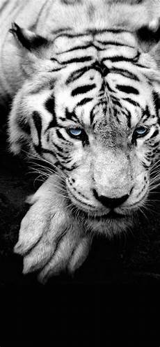 Iphone X Wallpaper Tiger by Wallpaper Iphone X Pet Tiger Tiger Wallpaper Iphone X Wallpaper Tiger