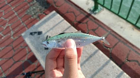 Monster Spanish Mackerel to start of the year. (fr tho this is my first ...