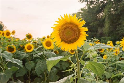 The Allure of Sunflowers: An Exploration of Their Meaning and Symbolism ...