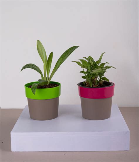 Set of 2: Cecilia Plant + Syngonium Mini Plant in Plastic Planters