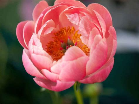 Coral Charm peony