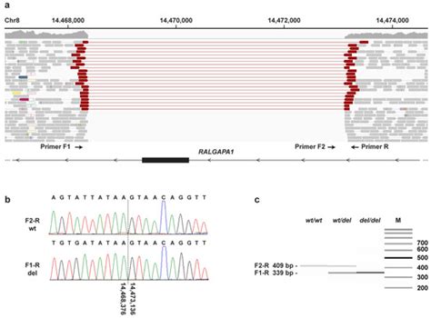 RALGAPA1 Deletion in Belgian Shepherd Dogs with Cerebellar Ataxia