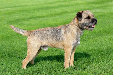 What Food Do Border Terriers Eat