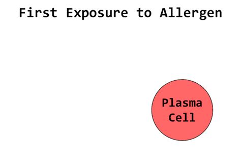 Anaphylaxis - Pathophysiology