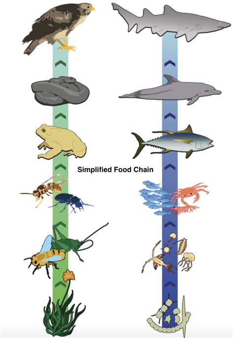 Ecosystem Flow Chart 的图像结果