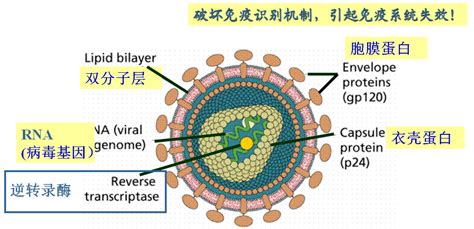 新型冠状病毒检测的重要手段——核酸检测--苏州生物医学工程技术研究所