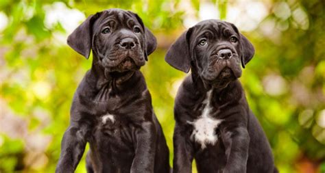 Cane Corso Protection 的图像结果