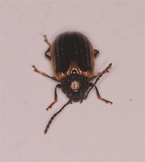 Image result for Microcrypticus Scriptum