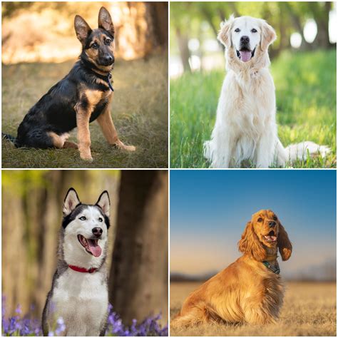 Most Friendly Dog Breeds With Other Dogs at Sophie Olsen blog