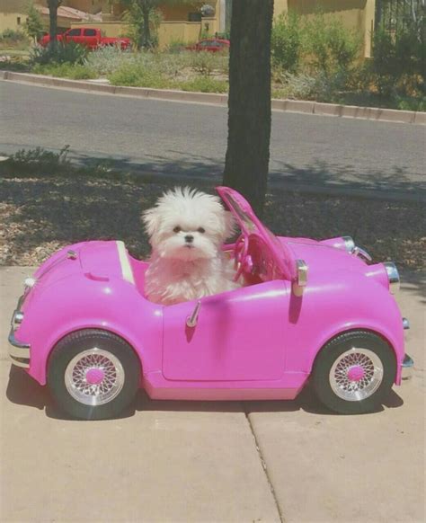 dogs, car pink and pink - image #8811515 on Favim.com