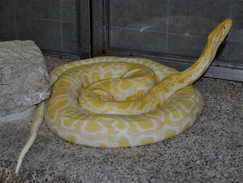 Image result for python birman