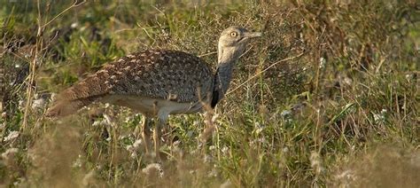Pakistan's Supreme Court lifts hunting ban on rare bird whose meat is ...