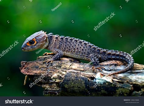 409 Red Eyed Crocodile Skinks Images, Stock Photos & Vectors | Shutterstock