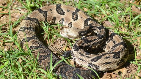 Timber Rattlesnake Bite
