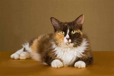 Long Haired Calico Cat: 5 Cats to Know | Blog - Cattitude