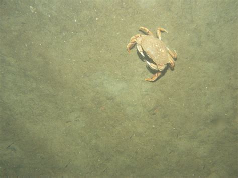 Bottom of the Sea 的图像结果