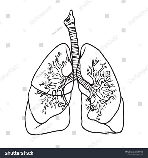 Human Lungs Drawing Free Lungs (human, With Idiopathic Pulmonary