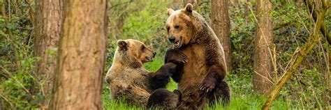 Information about bears - FOUR PAWS International - Animal Welfare ...