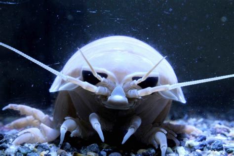 「深海生物」に特化したエリアが誕生!八景島シーパラダイス「未知なる海底谷 深海リウム」 | SPICE - エンタメ特化型情報メディア スパイス