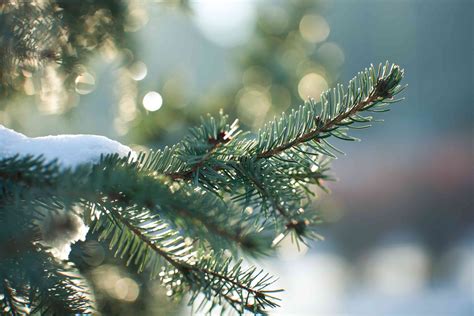 How Do Trees Stay Warm In Winter? The Science Of Dormancy