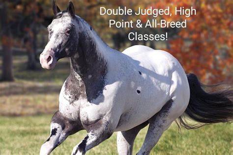 MApHA Fall Finale, Fulton County Fairgrounds, Wauseon, 20 September to ...