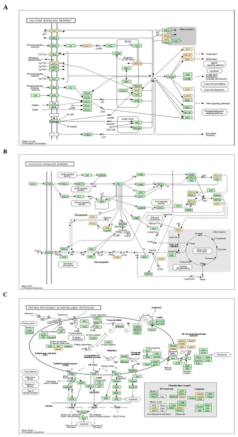 Integrating Network Pharmacology and Transcriptomic Strategies to ...
