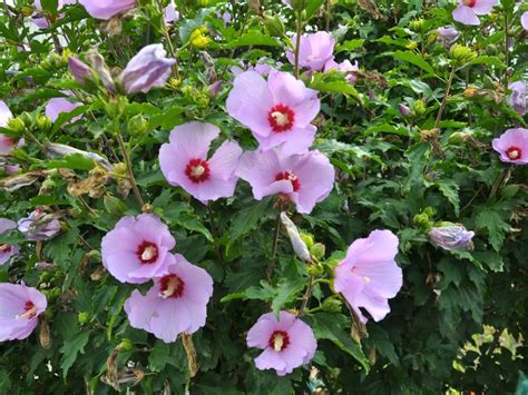 10 Flowering Bushes With The Most Beautiful Blooms | Gardening Know How